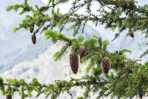 Red spruce (Picea abies), viewing garden, University of Applied Sciences W, Switzerland