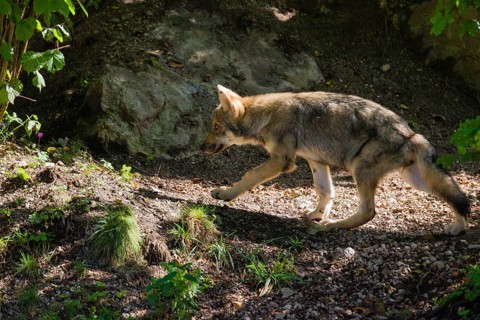A grey wolf pup (Canis lupus lupus) walks past its den in the forest on a sunny day