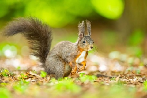 Red squirrel (Sciurus vulgaris) in a forest, Bavaria, Gernany