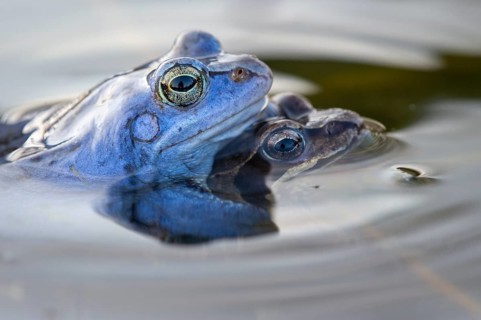 Blue moor frog (Rana arvalis) mating in the moor, Goldenstedter Moor, Lower Saxony, Germany