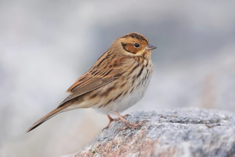 Zwergammer, Emberiza pusilla Little Bunting, Emberiza pusilla