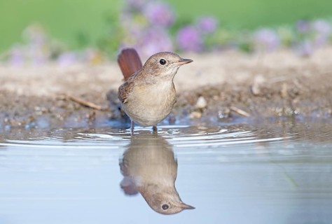 Common Nightingale (Luscinia megarhynchos) standig in water, Aosta Valley, Italy