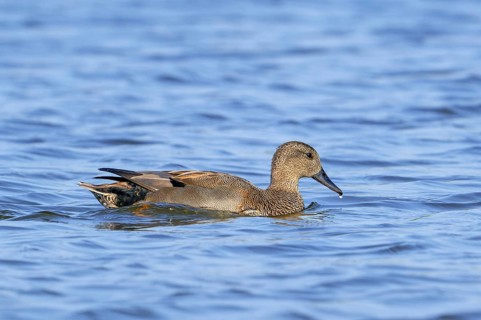 Gadwall (Mareca strepera) adult male swimming in pond