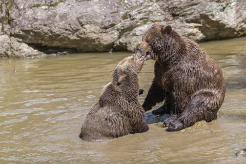 Two adult eurasian brown bears (Ursus arctos arctos), one male and one female, play fighting in a