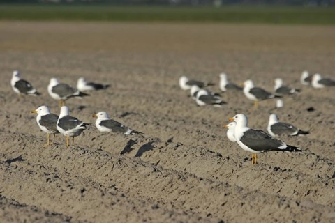 Lesser Black-backed Gull (Larus fuscus), Texel, Netherlands