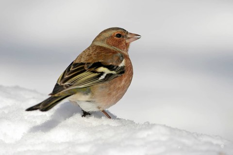Chaffinch, (Fringilla coelebs), animals, birds, perch, finch family, Battenberg, Lesbos Island,
