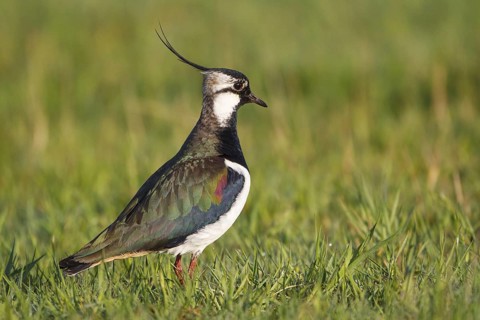 Northern Lapwing (Vanellus vanellus) male, North Rhine-Westphalia, Germany