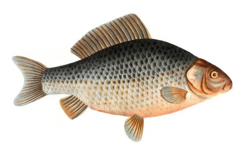Fish, Fish, genus of carp fish, Cyprinus gibelio, the Prussian carp, Historical, digitally restored