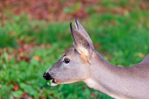 Portrait of a female Roe Deer (Capreolus capreolus)