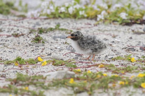 Arctic Tern (Sterna paradisaea) chick on ground, Iceland