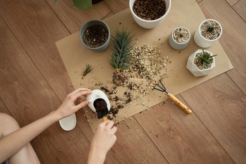 A hands-on scene with a Haworthia plant being potted on a wooden floor. Soil, pebbles, pots, and