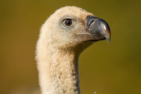 Griffon Vulture (Gyps fulvus), portrait, Castile and Leon, Spain