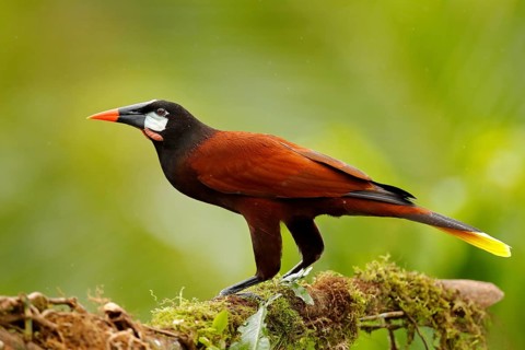 Montezuma Oropendola, Psarocolius montezuma, portrait of exotic bird from Costa Rica, brown with