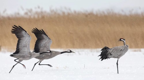 Common cranes (Grus grus) Mecklenburg-Vorpommern, Germany