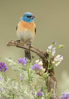 Lazuli Bunting (Passerina amoena) male, British Columbia, Canada
