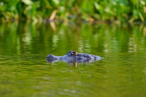 A caiman swims in the water, surrounded by plants, the atmosphere is calm, Spectacled caiman