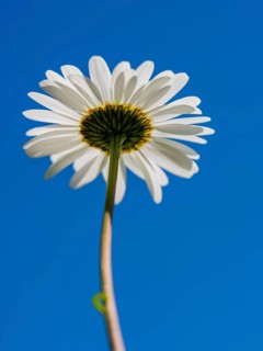 Ox-eye daisy (Leucanthemum vulgare) from below, Bischofswiesen, Berchtesgadener Land, Upper
