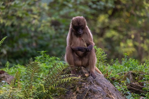 Portrait of an adult female Gelada (Theropithecus gelada), or bleeding-heart monkey, resting on a