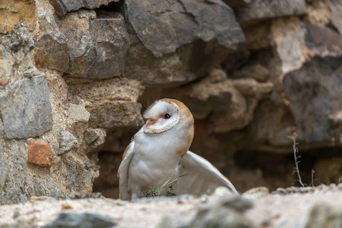 One barn owl (Tyto alba) sitting in a hole in a wall of a ruin of a monastery
