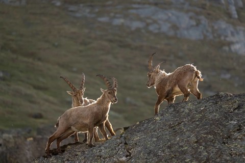 Three young male ibex (Capra ibex) playfighting on rocks on 2500 m sea level in the Hohe Tauern