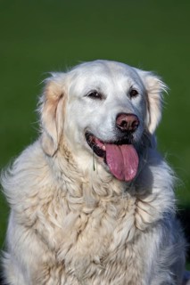 Close-up portrait of golden retriever, gun dog with cream coloured coat sitting in field