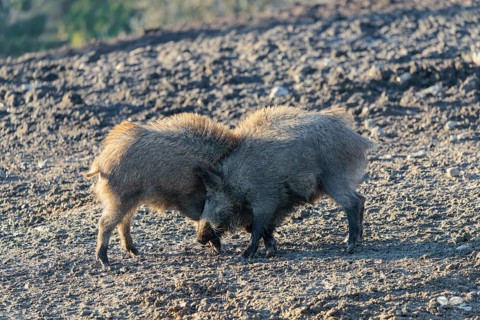 Two young wild boars (Sus scrofa) play fighting and dominance on a frozen field on a sunny day. A
