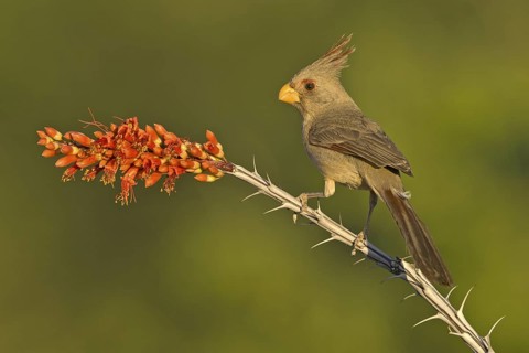 Pyrrhuloxia (Cardinalis sinuatus) female, Texas, USA