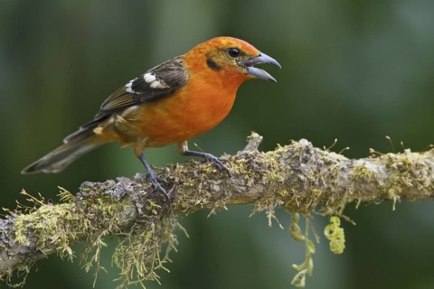 Flame-colored Tanager (Piranga bidentata) male, Costa Rica