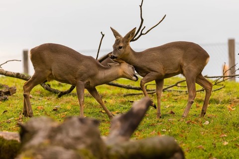 One young Roe Deer buck, (Capreolus capreolus), behaves like a…buck