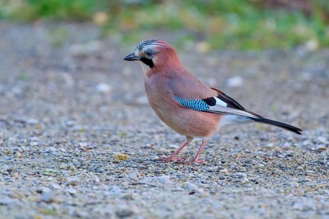 Eurasian Jay with colourful feather pattern on gravel, in natural surroundings, jay (Garrulus