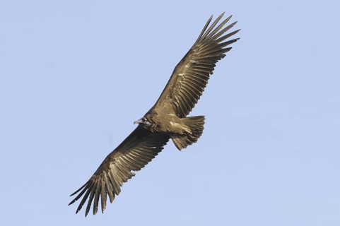 Hooded Vulture (Necrosyrtes monachus) flying, Gambia