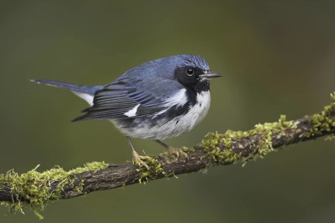 Black-throated Blue Warbler (Setophaga caerulescens) male, British Columbia, Canada