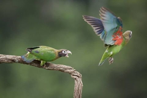 Brown-hooded parrots