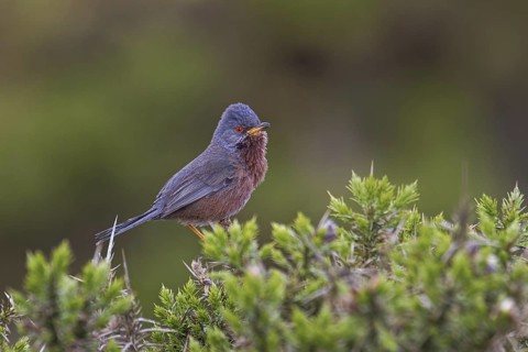 Dartford Warbler (Sylvia undata) male, Wales, United Kingdom