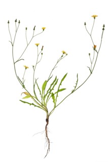 Smooth hawksbeard (Crepis capillaris), on white ground, Bavaria, Germany