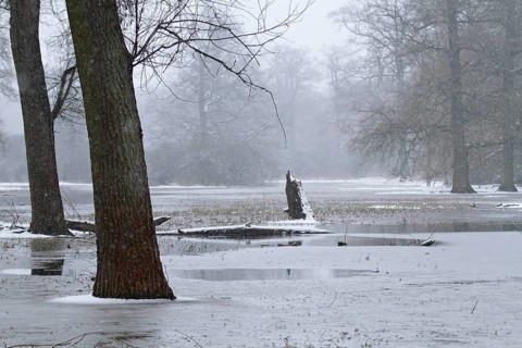 Winter floods, flooded meadows, Middle Elbe Biosphere Reserve, Saxony-Anhalt, Germany