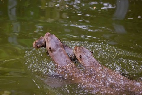 An adult giant otter or giant river otter (Pteronura brasiliensis) swims in a small river carrying