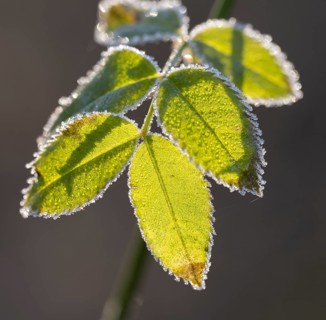 Blackberry (Rubus sectio Rubus), leaves with hoarfrost, backlit, shallow depth of field, Thuringia,