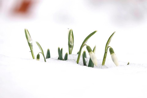 First snowdrops in snow with drops of water, winter, Germany