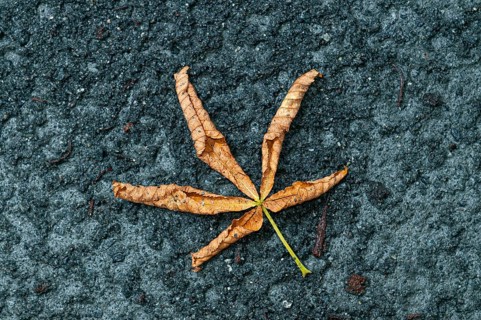Withered, dried horse chestnut leaf (Aesculus hippocastanum) on wet gravel path, closeup, next to