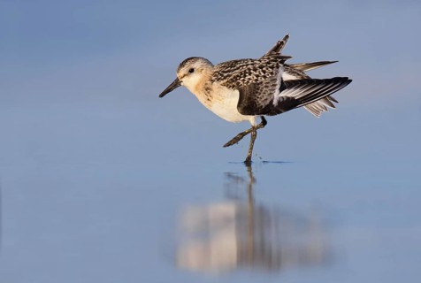 Sanderling (Calidris alba)