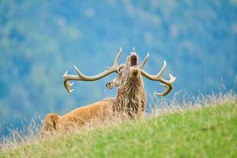 A deer on a hillside calling out while rutting season with a backdrop of distant mountains, Red