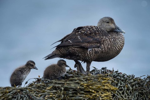 Common Eider (Somateria mollissima) female with chicks, Schleswig-Holstein, Germany
