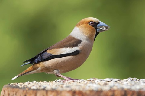 Hawfinch (Coccothraustes coccothraustes), Berlin, Germany
