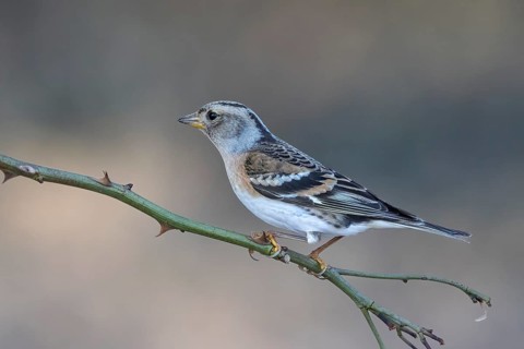 Brambling (Fringilla montifringilla) female, Austria, Upper Austria