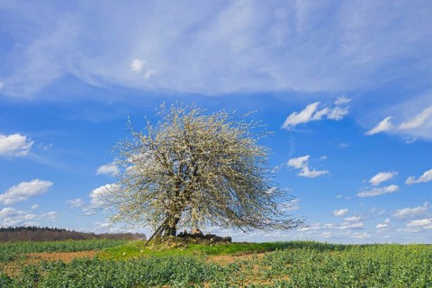 Wild cherry, sweet cherry, gean (Prunus avium, Cerasus avium) solitary fruit tree flowering in