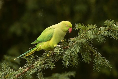 Rose-ringed Parakeet (Psittacula krameri) female feeding on European yew (Taxus baccata) seeds,