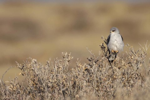 Black-winged Kite (Elanus caeruleus), Oshikoto, Namibia