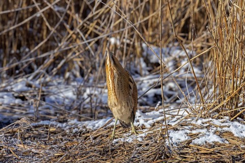 Disturbed Eurasian bittern, great bittern (Botaurus stellaris) bitterning in the snow in dense reed