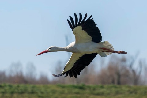 A stork with spread wings gliding elegantly in the blue sky, white stork (Ciconia ciconia),